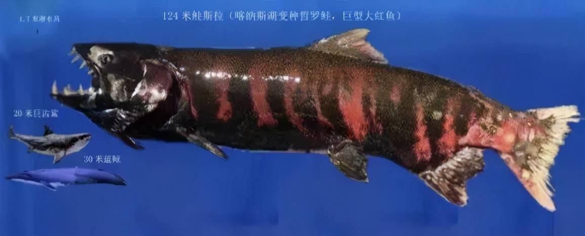 新疆天池水怪（新疆湖泊出现“水怪”）