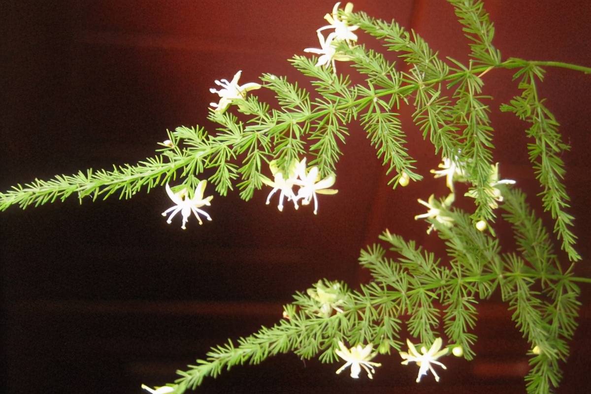 文竹开花（文竹开花是好兆头吗）
