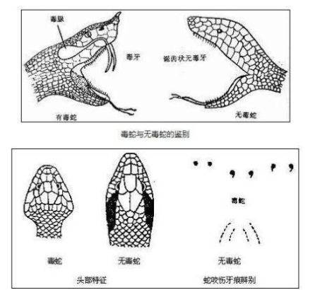 遇到蛇怎么办(在野外遇到了蛇怎么办?)