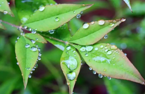 烧开的雨水可以煮饭吗