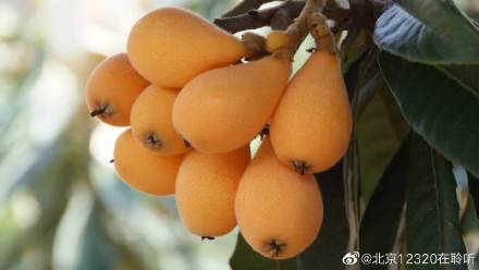 小孩咳嗽吃什么好的快（宝宝咳嗽怎么好得快）