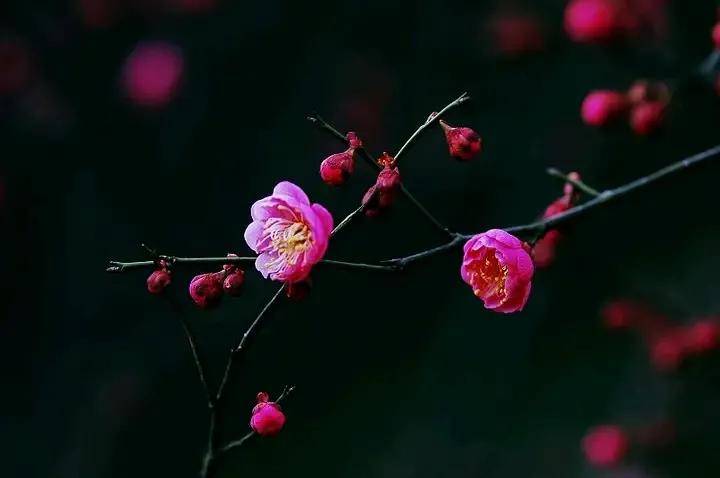 梅子时节家家雨(梅子时节家家雨一全诗)