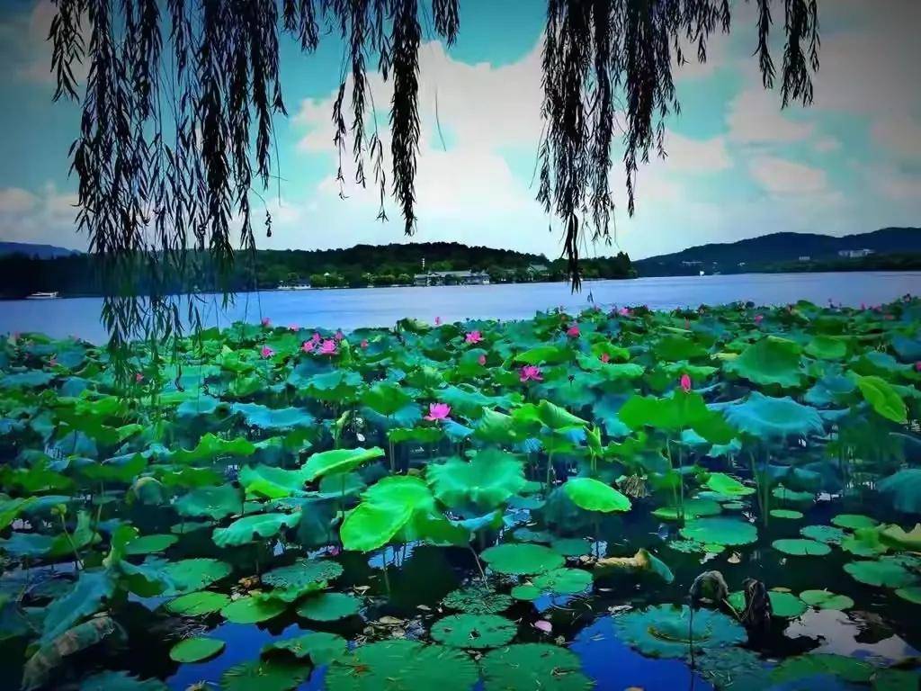 梅子时节家家雨(梅子时节家家雨一全诗)