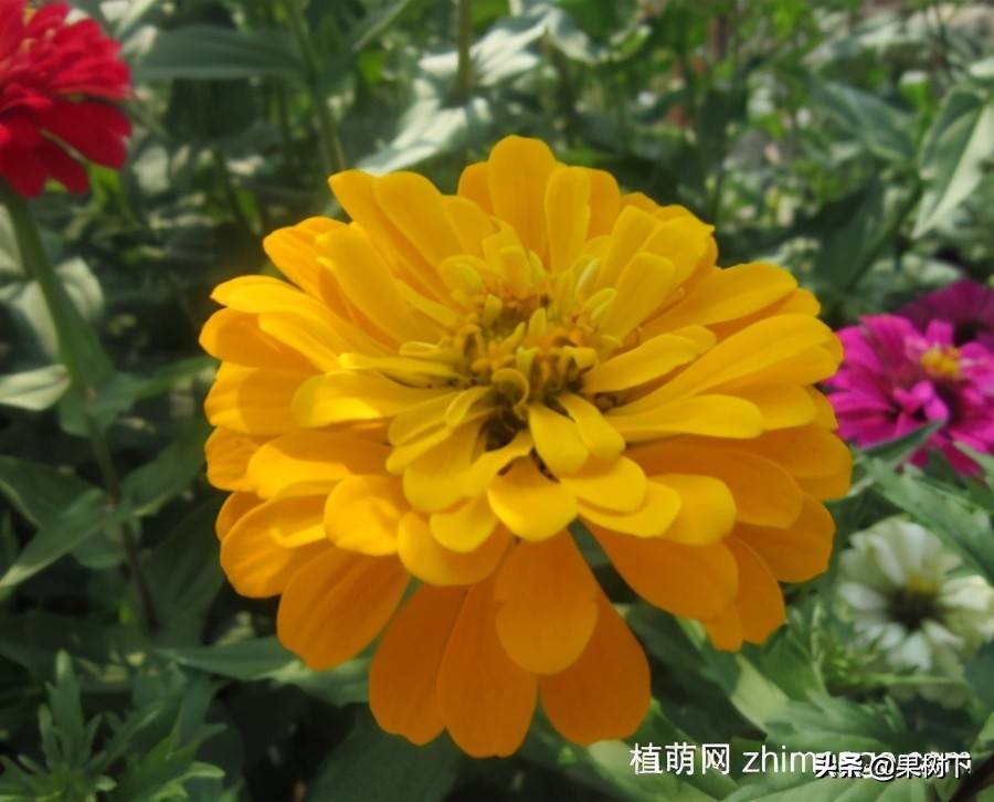 百日草花语（百日草的花语是什么）