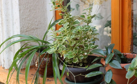 千叶吊兰植株干枯是怎么引起的