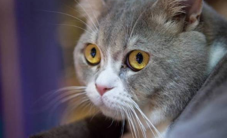 猫感冒了可以吃盐酸多西环素片吗