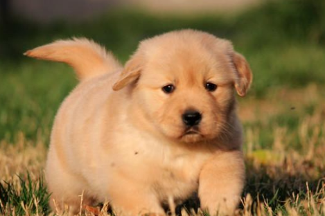 幼犬能吃盐酸多西环素片吗