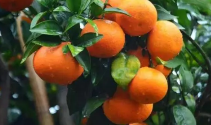 沃柑如何种植能高产