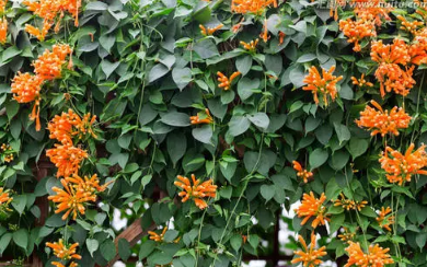 炮仗花当年种当年能开花吗
