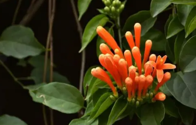 炮仗花当年种当年能开花吗
