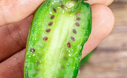 软枣猕猴桃好吃吗