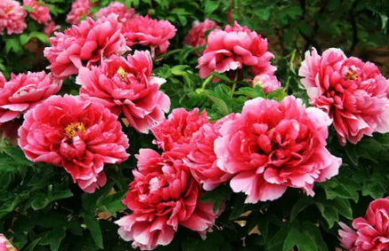 牡丹叶子发蔫是怎么引起的