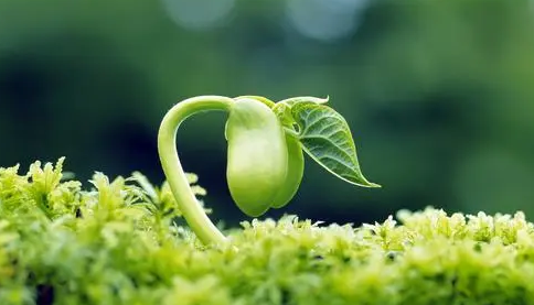 植物在室内怎么增加光照