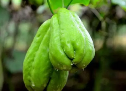 佛手瓜的皮能吃吗