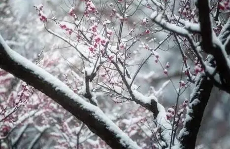 2022年清明节后还会有倒春寒吗