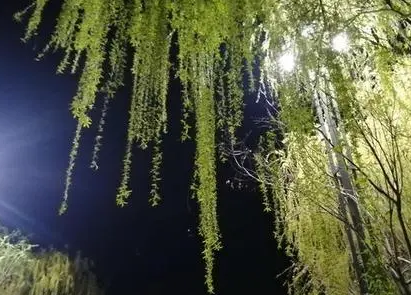 2022清明节大学生能不能出省