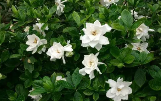 为什么栀子花不吉利