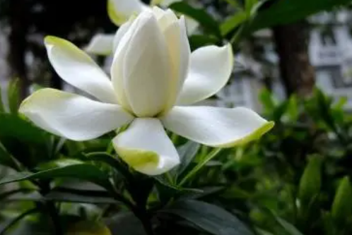 为什么栀子花不吉利