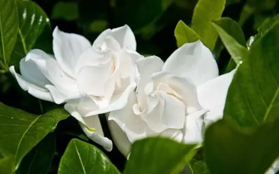 为什么栀子花不吉利