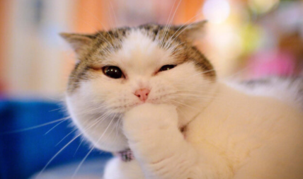 猫咪软便益生菌吃几天