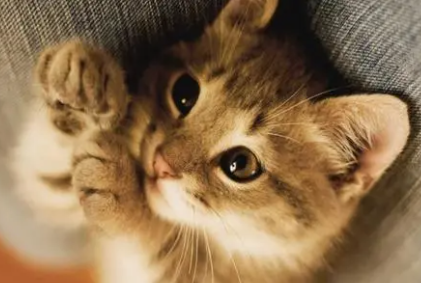 猫咪软便益生菌吃几天