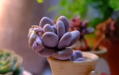 如何培育新买的桃美人