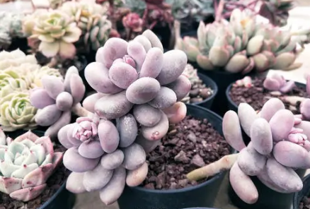 如何培育新买的桃美人