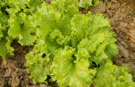 越冬莴苣如何种植