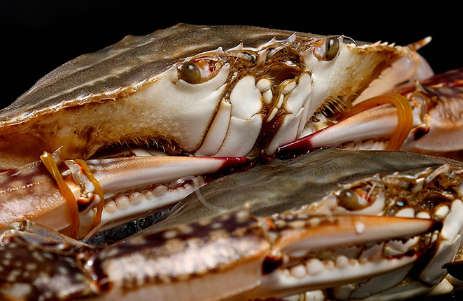 专家建议冰鲜螃蟹炒制或油炸的原因