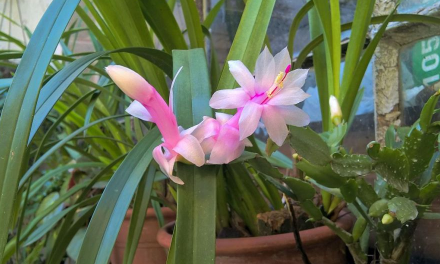 新买的凤尾兰怎么养护