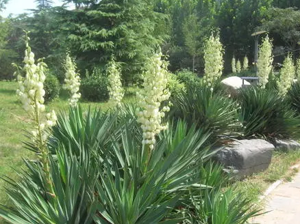 新买的凤尾兰怎么养护