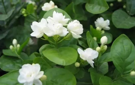 新买的凤尾兰怎么养护