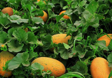 哈密瓜软绵绵的不脆是坏了吗