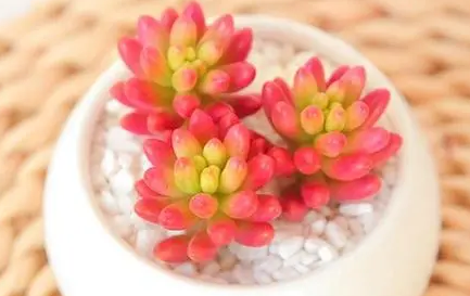 虹之玉掉叶子什么原因