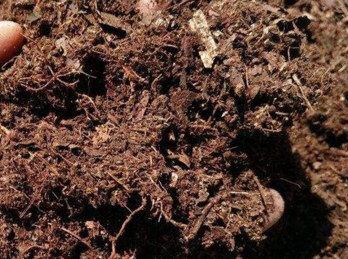 腐叶土是什么土