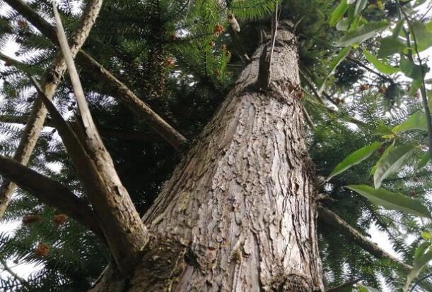 沙树又叫什么树