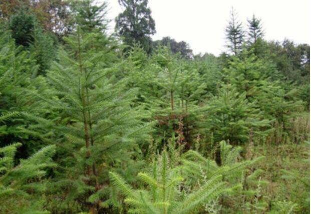 秃衫是濒危物种吗