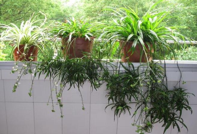 吊兰干尖儿怎么回事