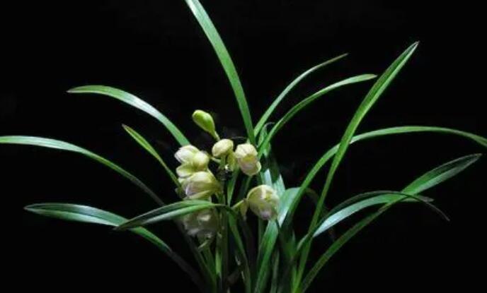 兰花能淋雨水吗