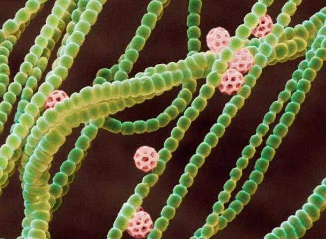 蓝细菌是植物吗