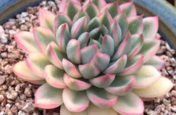 多肉出锦是什么意思?