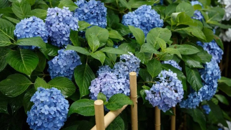 绣球花插水为什么蔫了