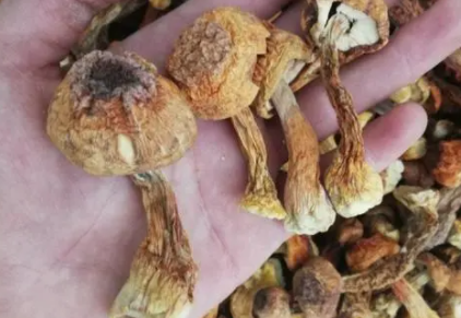 干松茸有沙怎么清洗