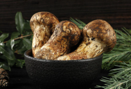 松茸臭味正常吗