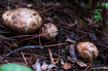 松茸臭味正常吗