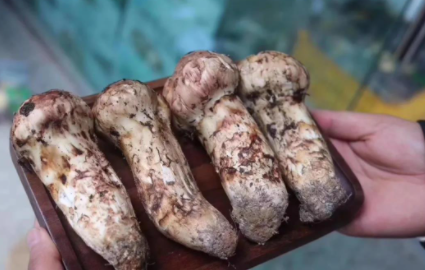 松茸臭味正常吗