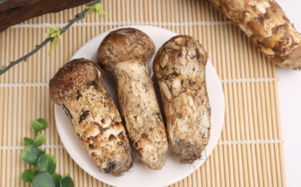 松茸和杏鲍菇的口感一样吗