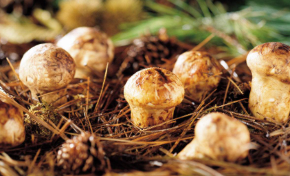 松茸和杏鲍菇的口感一样吗