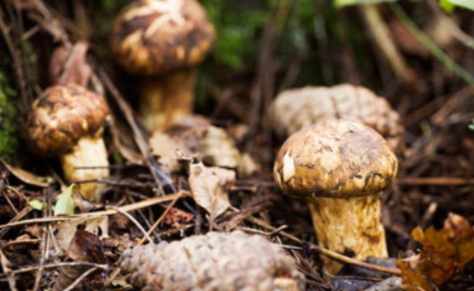 松茸和杏鲍菇的口感一样吗