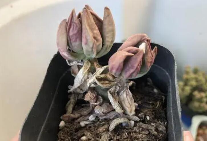 多肉缺水和水多区别